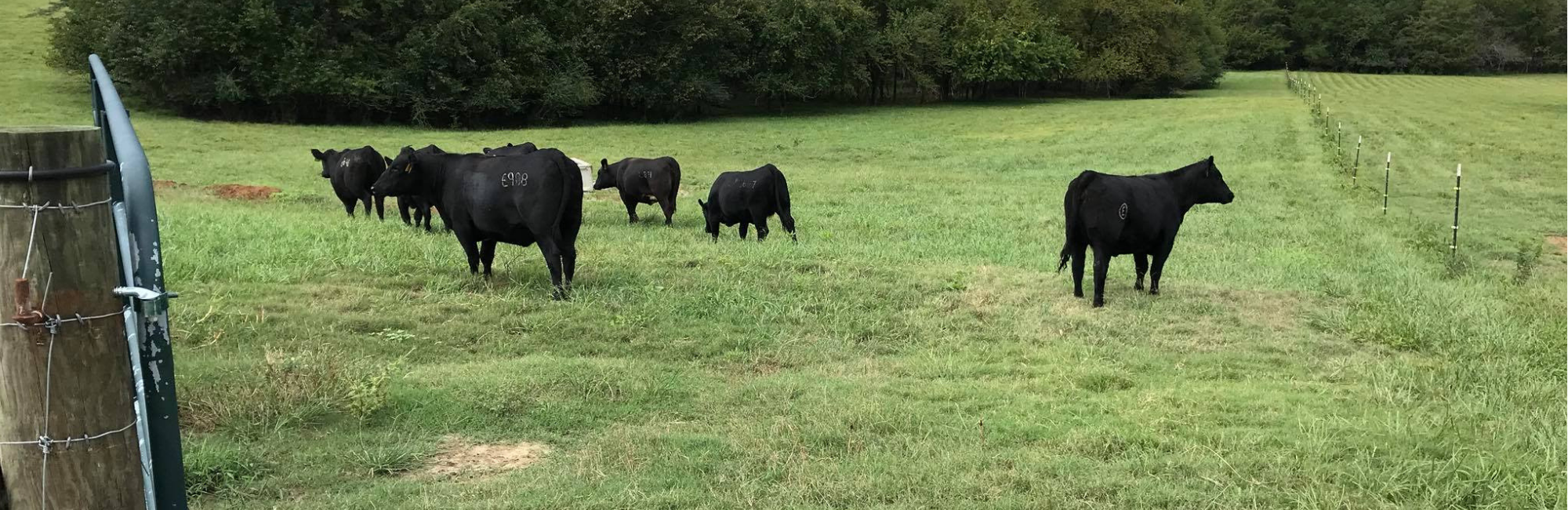 Black Angus Cattle Grazing 