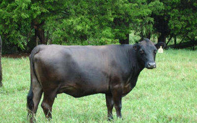 Black Angus cow 