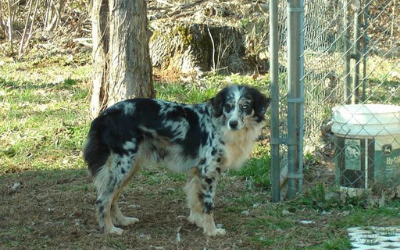 Border Collie Dog