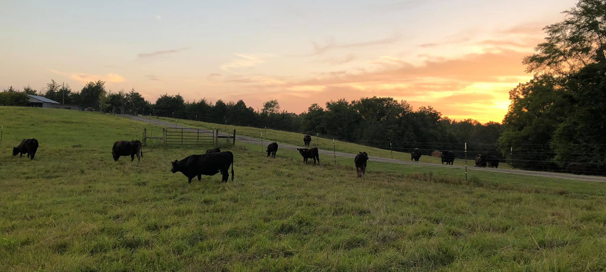 Black Angus Cattle Grazing in pasture at sunset