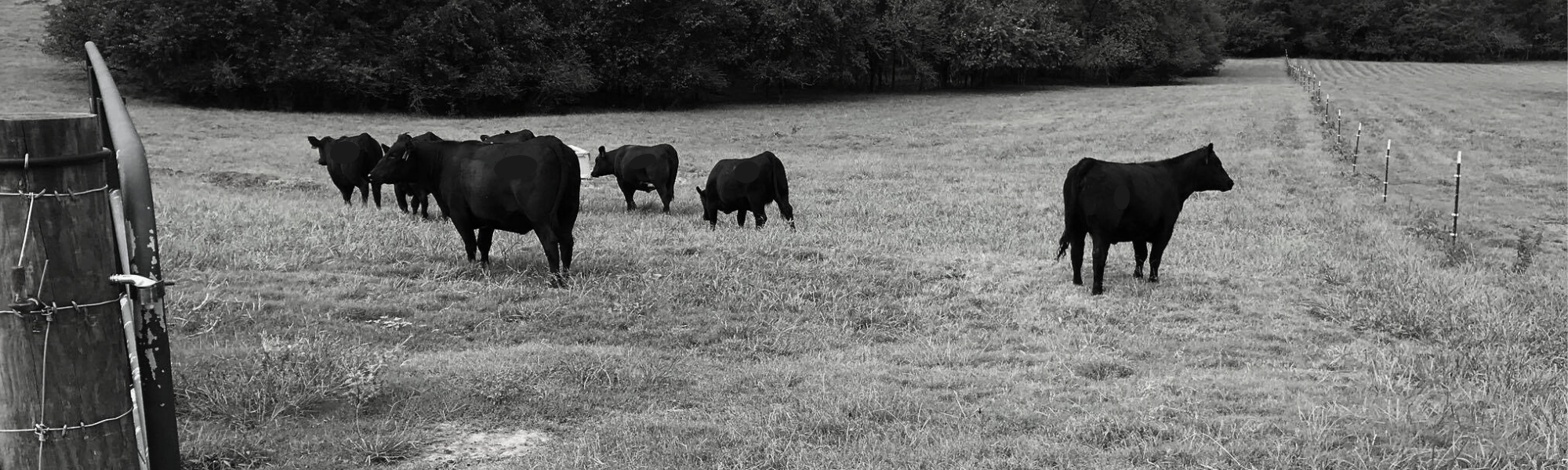 Black Angus Cattle Grazing in pasture
